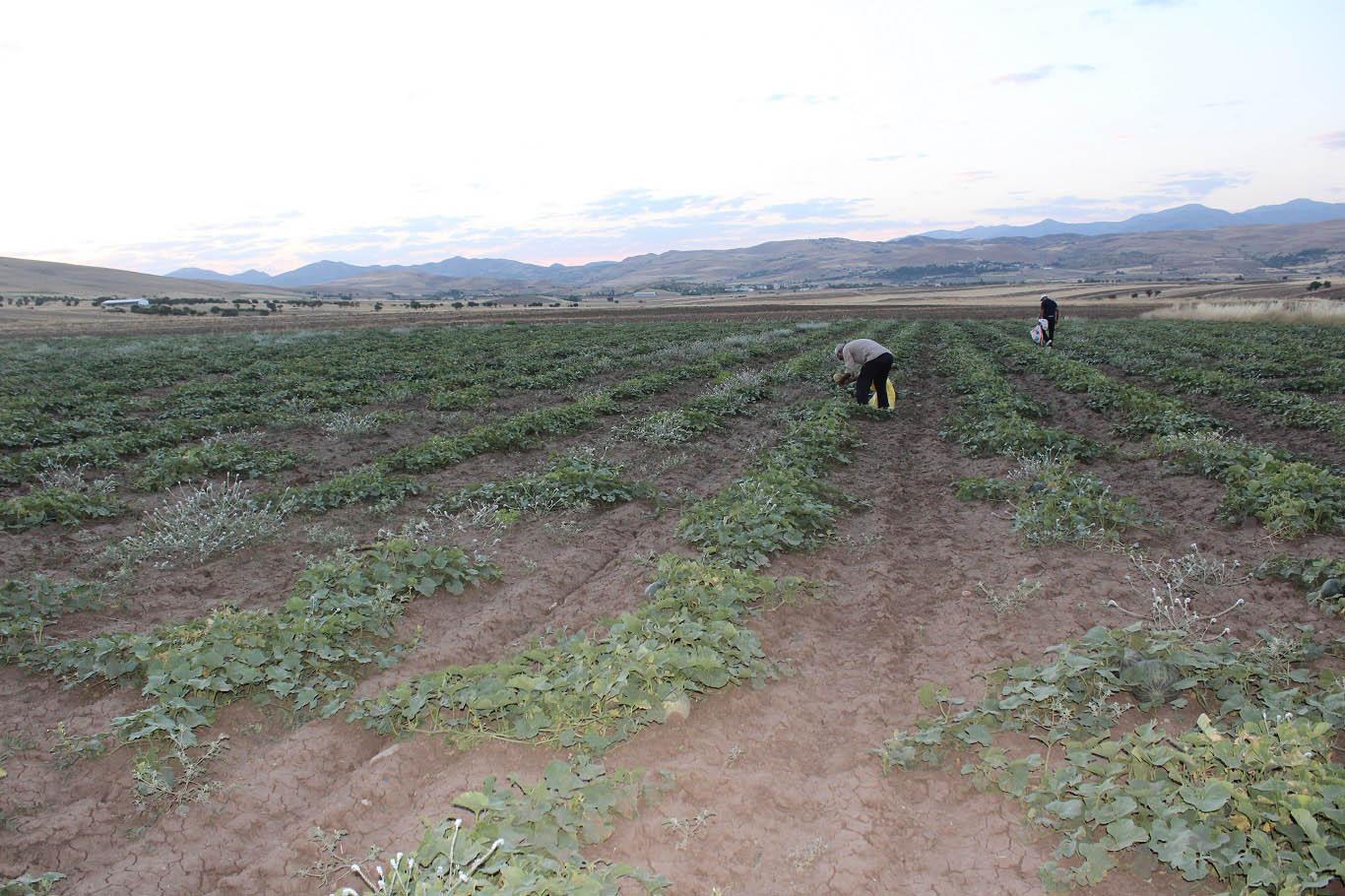 Elâzığ'da meşhur "Kultik kavunu" hasadı başladı Elâzığ'da meşhur "Kultik kavunu" hasadı başladı